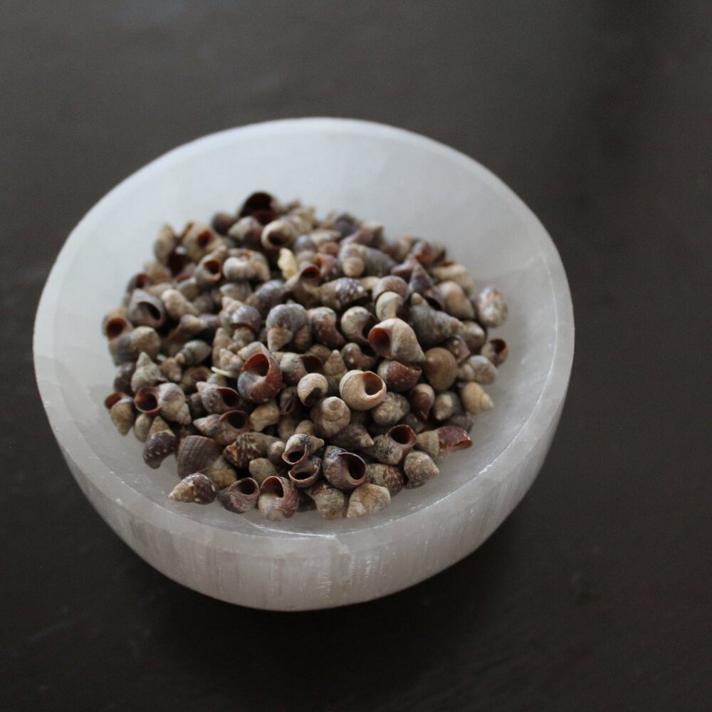 Small Snail seashells